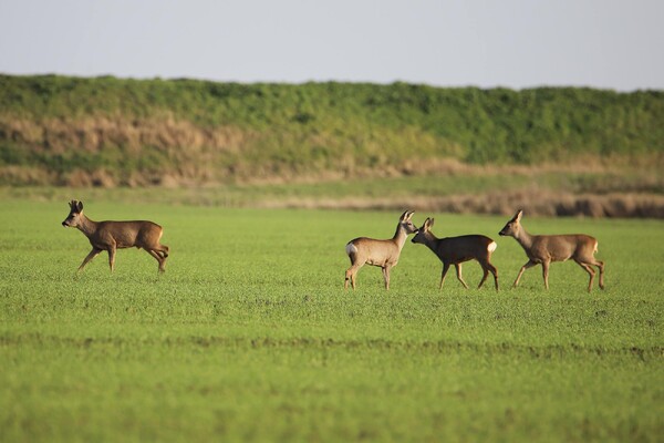 Wildopvang Brabant